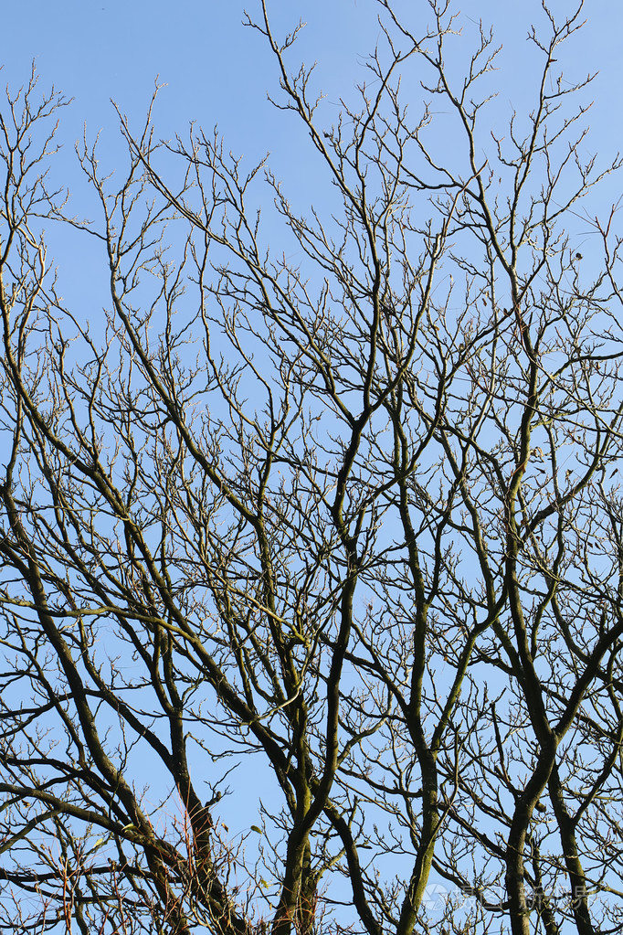 光秃秃的树在蓝蓝的天空