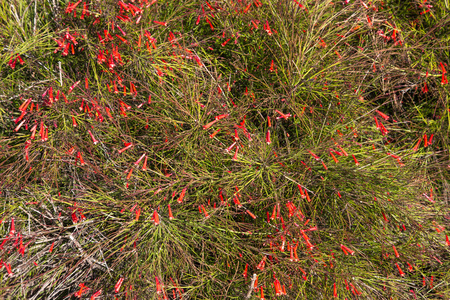 灌木的自然背景与绿叶和红色的花在