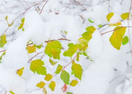 在雪下与叶子的分支