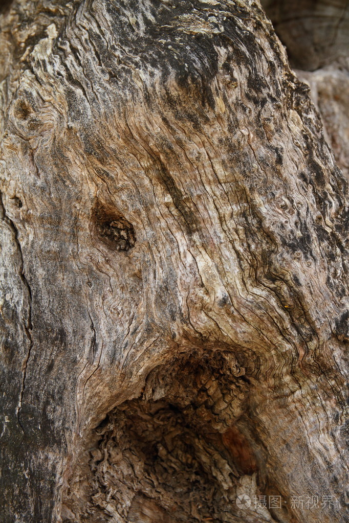 橄榄树树皮背景