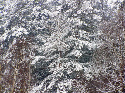 俄罗斯的雪林