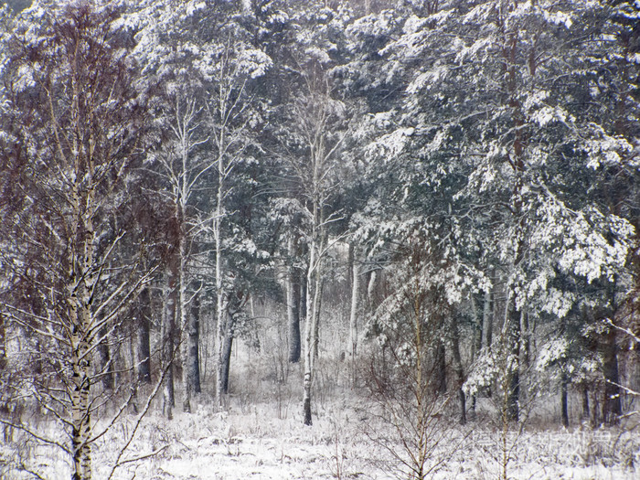 俄罗斯的雪林
