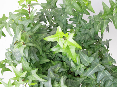 白色背景上的常春藤植物