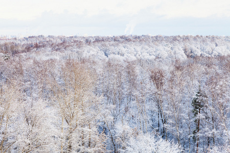 冬天森林里的雪树