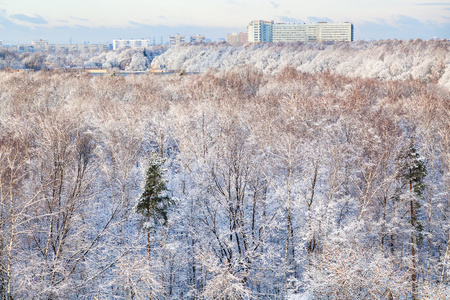 雪林和城市的房子在冬天