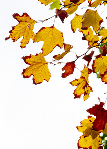 秋天叶子在白色背景图片
