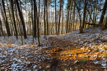 晚秋森林的风景与第一雪