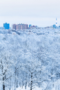 雪橡树在森林和镇在冬天的早晨