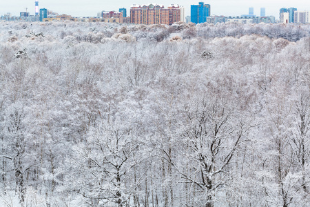 城市和雪森林在冬天天