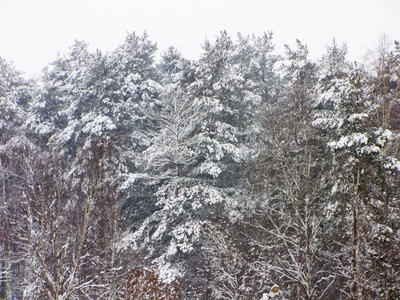 俄罗斯的雪林