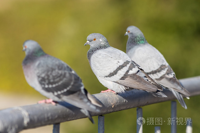 三只鸽子坐在栏杆上
