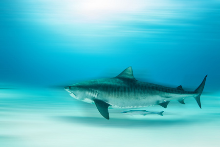 虎鲨在巴哈马