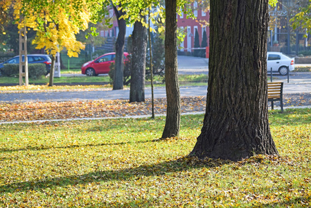 秋天城市里的树木