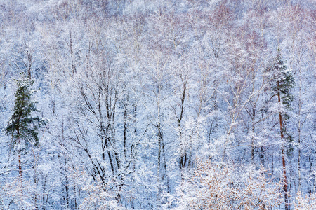 雪林里的松树