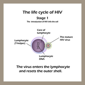 艾滋病病毒的生命周期。阶段 1病毒进入淋巴细胞。矢量图
