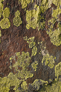 在纹理棕色石头上形成绿色地衣