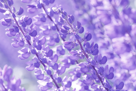 羽扇，卢平，羽扇豆领域粉红色紫色和蓝色的花朵
