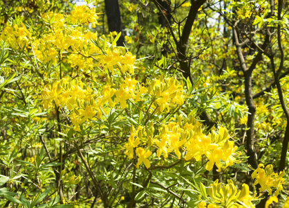 杜鹃花黄色图片