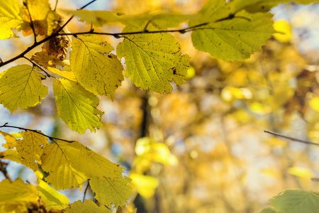 秋天的叶子背景。选择性对焦图像交叉处理