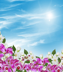 茉莉花，背景为蓝色的天空云的分支