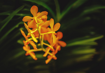 热带橙兰花花
