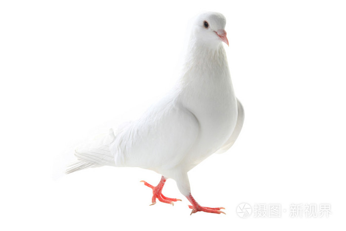 白色的鸽子和平的象征