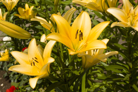 橙色百合花在庭院里