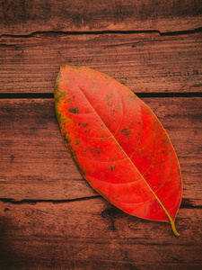 秋天的背景，彩色的叶子落在粗糙的木头上