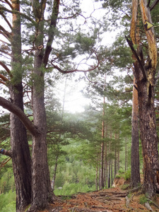 山坡上的针叶树