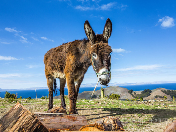在isladelsol的喀喀湖上的驴