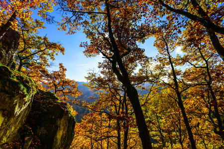 金黄的秋天树在森林里，自然