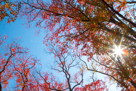 日本秋天的颜色