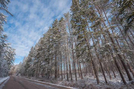 雪覆盖松树美丽的森林，沿着乡村道路