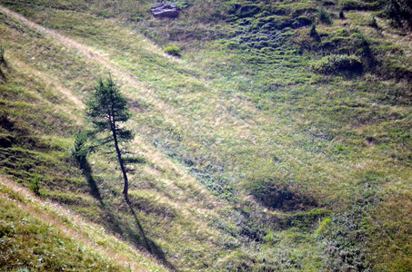生长在山上的树在一片绿色的草地上