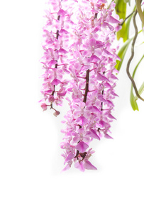 热带兰花开花 Aerides 野蔷薇松科