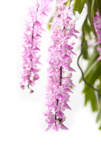 热带兰花开花 Aerides 野蔷薇松科