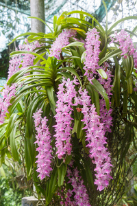 热带兰花开花 Aerides 野蔷薇松科