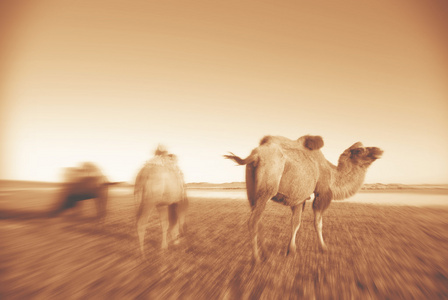 三个骆驼吃草