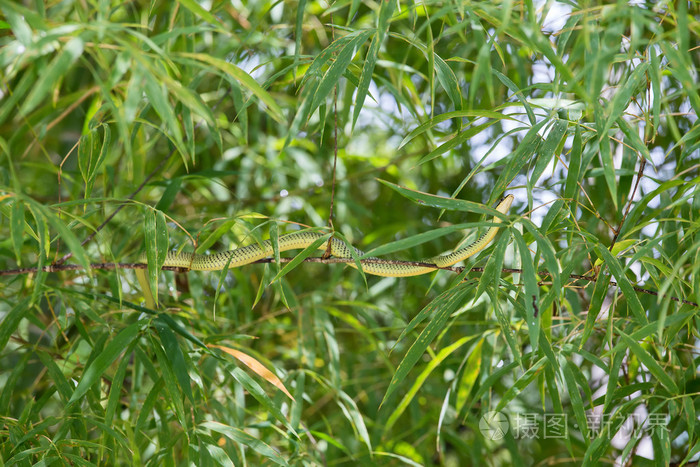 绿蛇爬在竹