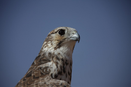 在沙漠雄鹰在沙漠中的鸟鹰照片