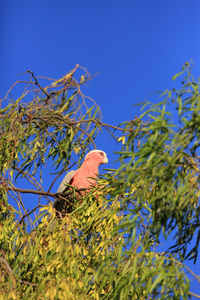 粉红巴丹 Eolophus roseicapilla 在 Bowra 站，澳大利亚