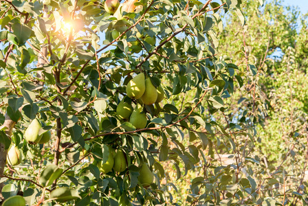 群的成熟梨的树分支