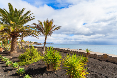 沿着海洋的 playa blanca 海滨长廊上的热带棕榈树