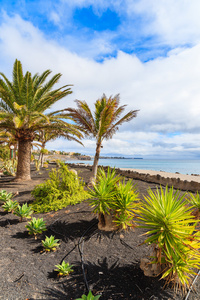 沿着海洋的 playa blanca 海滨长廊上的热带棕榈树