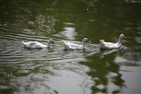 鸭子在水中照片