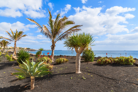 沿着海洋的 playa blanca 海滨长廊上的热带棕榈树
