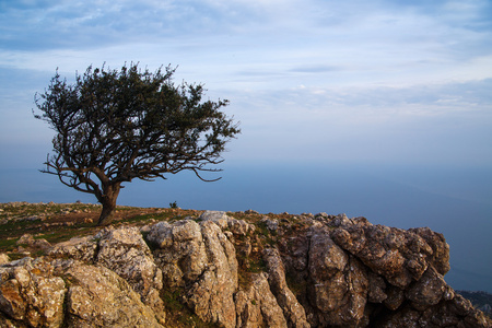 在大海的背景下, 有一棵孤独的树的风景