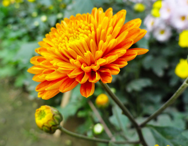 橙色吉博拉, 花园中的雏菊花