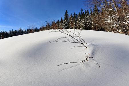 雪平原失去了时间