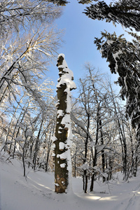 米翁西下面被雪覆盖的树木